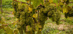 Weintrauben vor der Weinlese