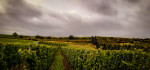 Weinberge