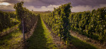 Weinberge