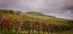 Weinberge